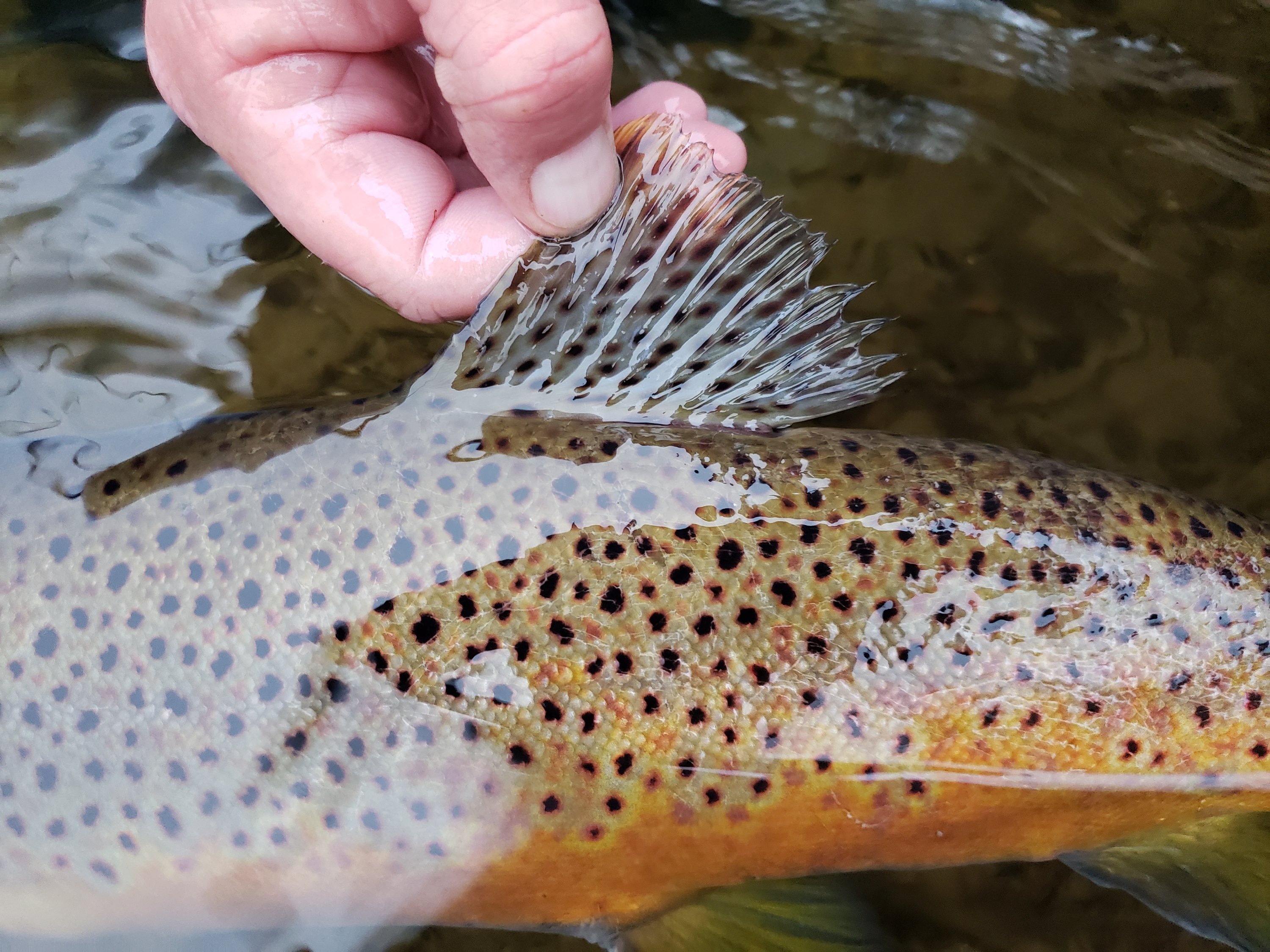 Winter Streamer Fishing For Big Browns on the Au Sable River ...