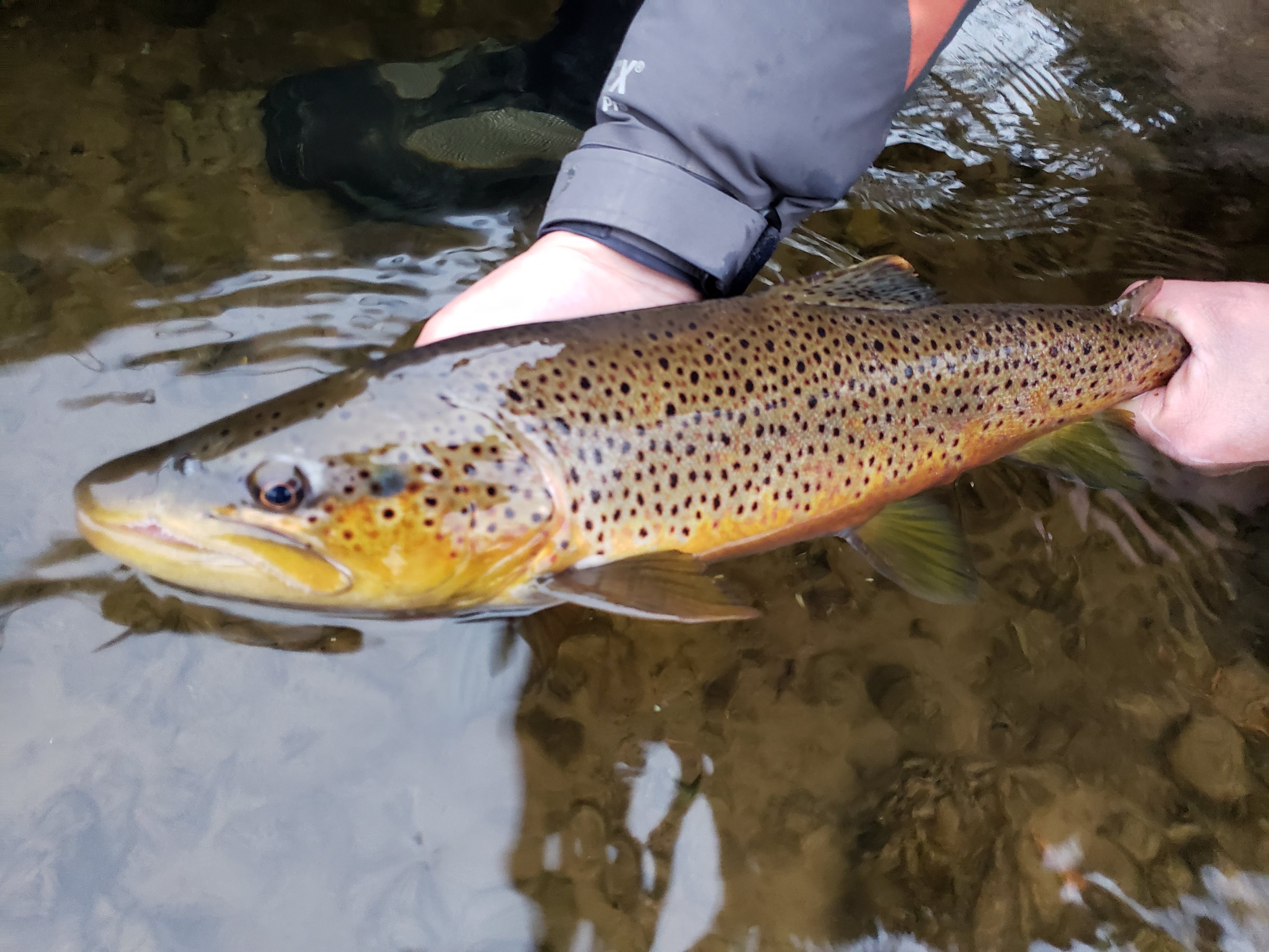 Winter Streamer Fishing For Big Browns on the Au Sable River ...