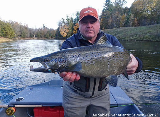 Atlantic Salmon in Michigan - Streamside Au Sable River Fly Fishing Guides