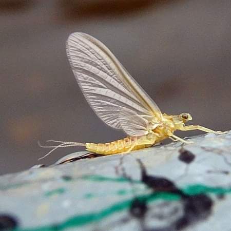 Sulphur Hatch & Dry Fly Time - Streamside Au Sable River Fly Fishing Guides