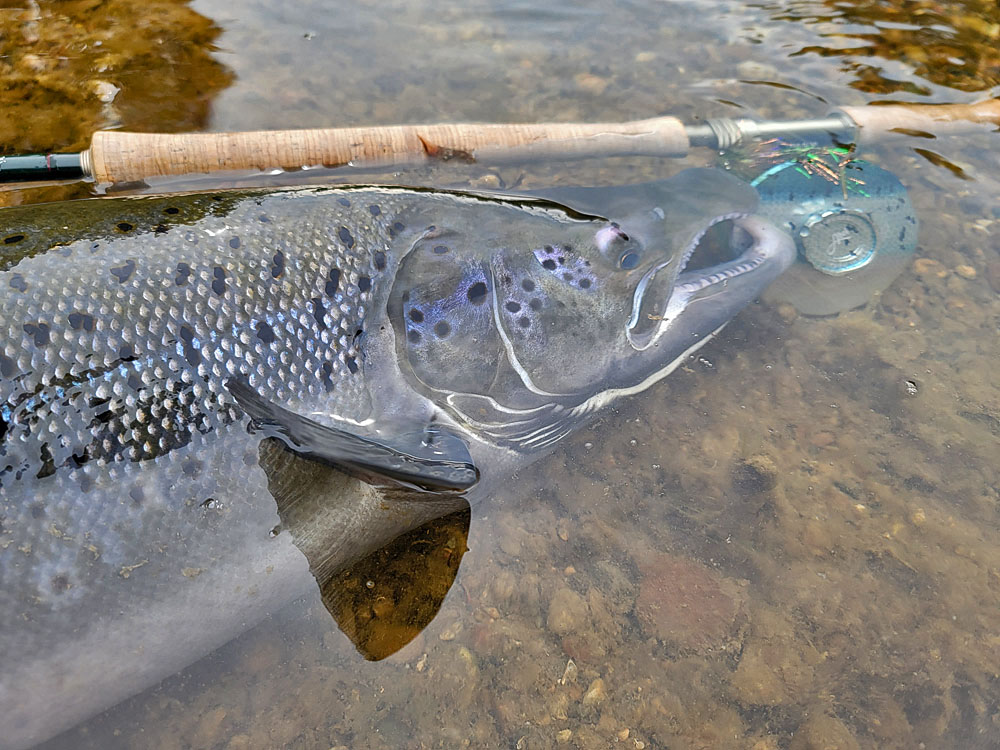 ari hart fly reels About Ari - Part 1
