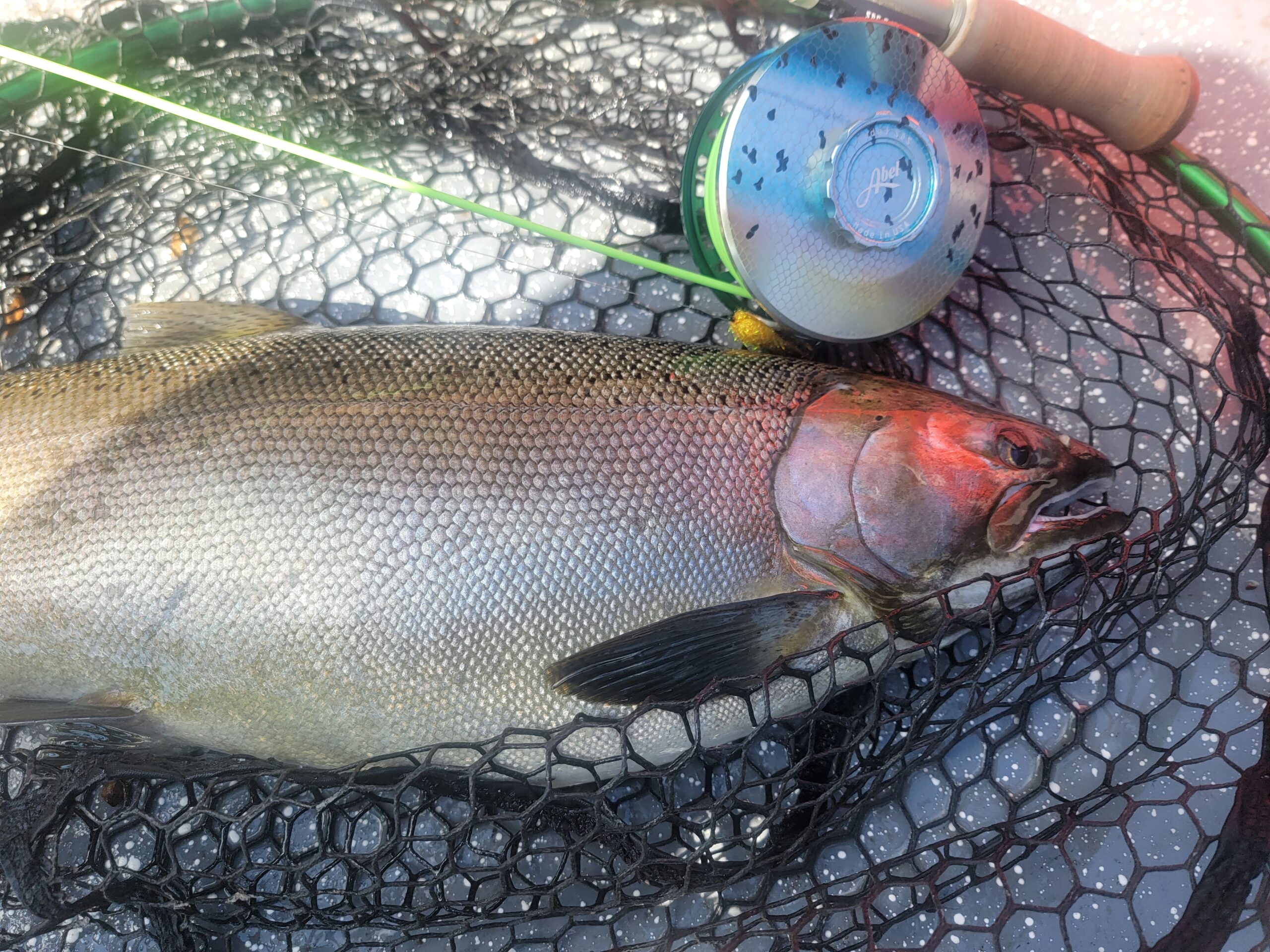 Coho Stocking On The Au Sable River - Streamside Au Sable River Fly ...