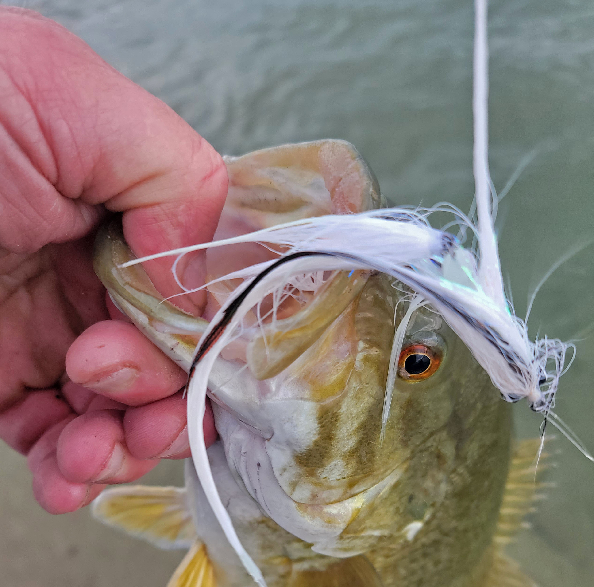 It's Time For Smallmouth Bass On The Shoreline Of Lake Huron ...